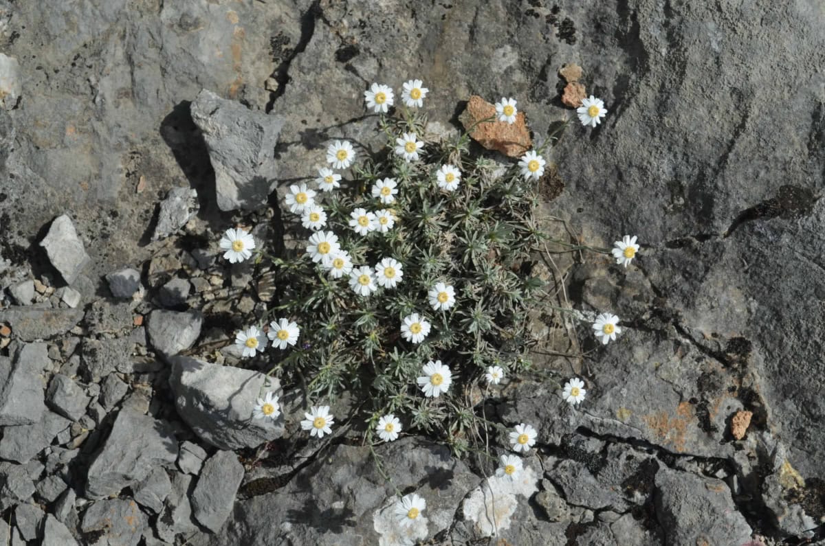 Achillea ageratifolia (Sm.) Boiss. - photo: Vrachanski Balkan Nature Park