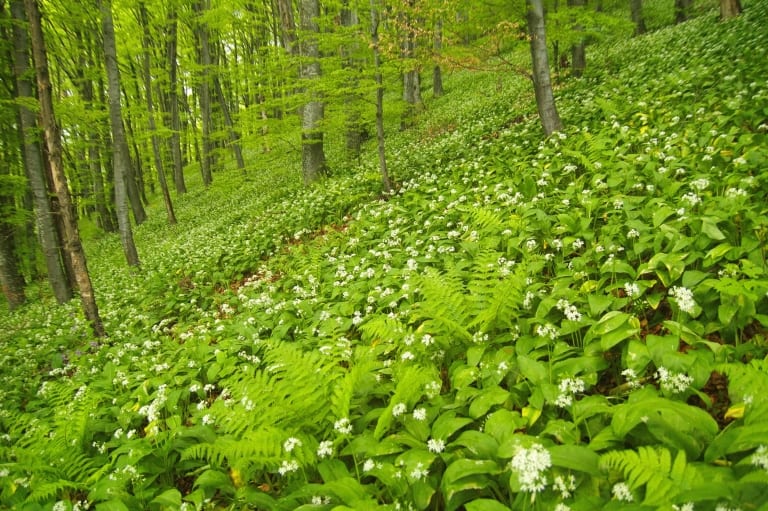 Bärlauch (Allium ursinum) - Foto: Vrachanski Balkan Naturpark