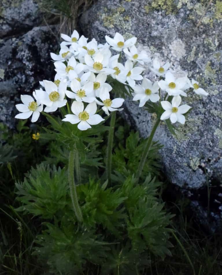 Narzissen-Windröschen (Anemone narcissiflora L.) - Foto: Nationalpark Zentralbalkan/Stoyan Hristov