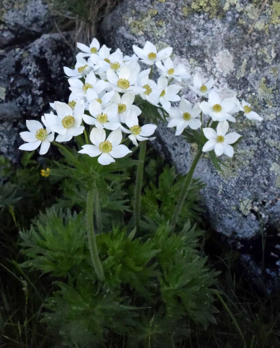 Narcissus anemone (Anemone narcissiflora L.) - Photo: Central Balkan National Park/Stoyan Hristov