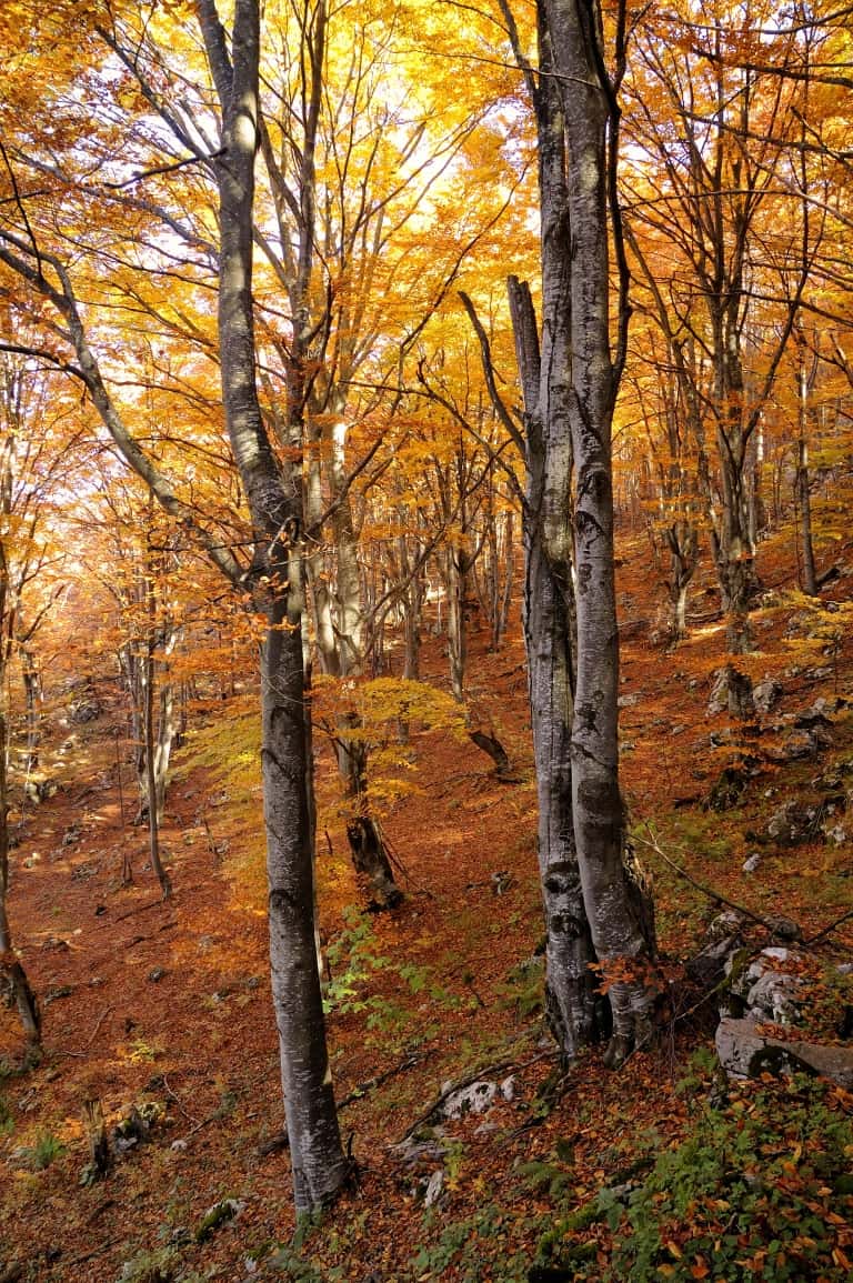 Herbst am Borov-kamak-Trail - Foto: Vrachanski Balkan Naturpark