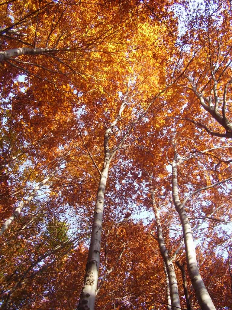 Herbst - Foto: Vitosha Naturpark
