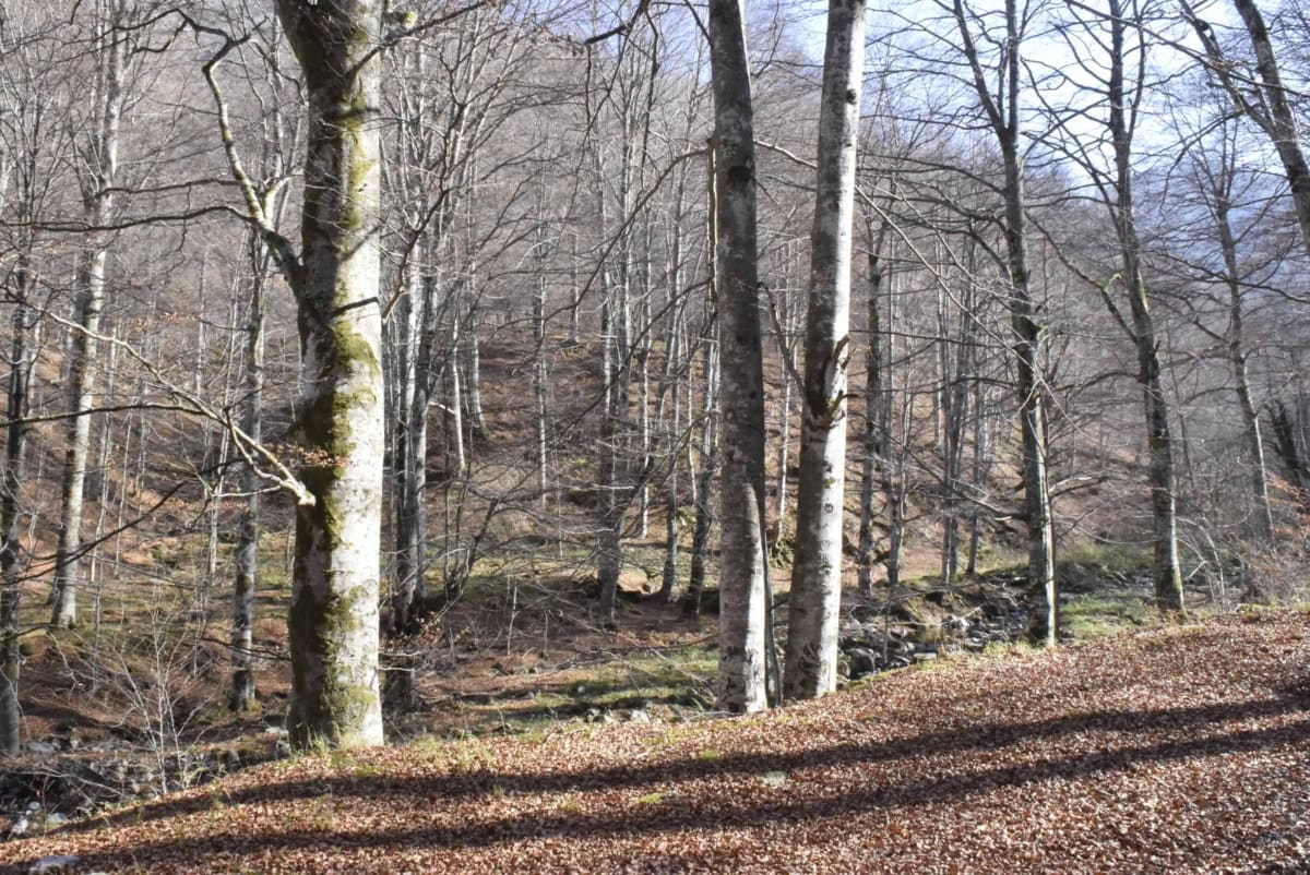 Beech forest - Photo: Central Balkan National Park/Stoyan Hristov