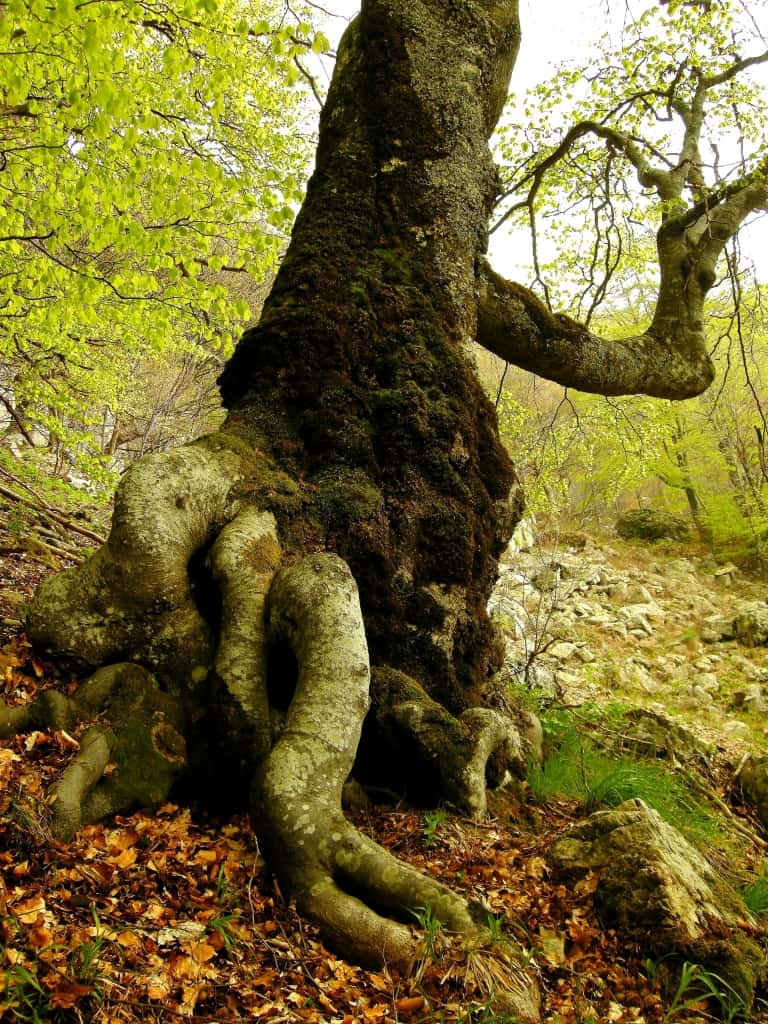 Biotop- oder Habitatbaum - Foto: Nationalpark Zentrales Balkangebirge