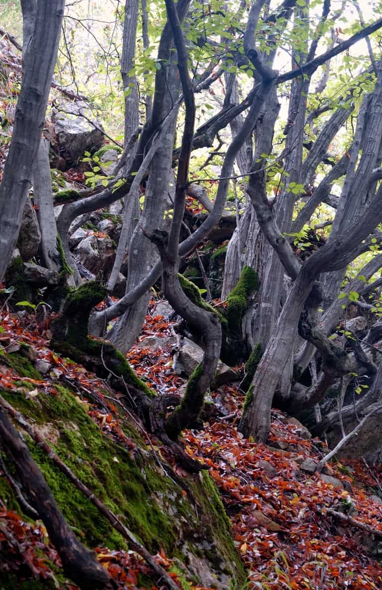 Orientalische Hainbuche (Carpinus orientalis) - Foto: Vrachanski Balkan Naturpark