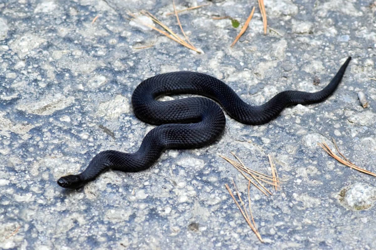 Common European adder (melanin form) (Vipera berus) - photo: Central Balkan National Park