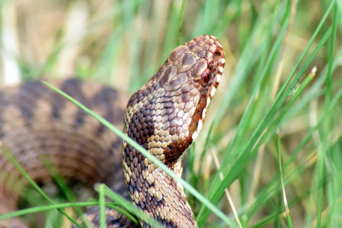 Common European adder (Vipera berus) - photo: Central Balkan National Park