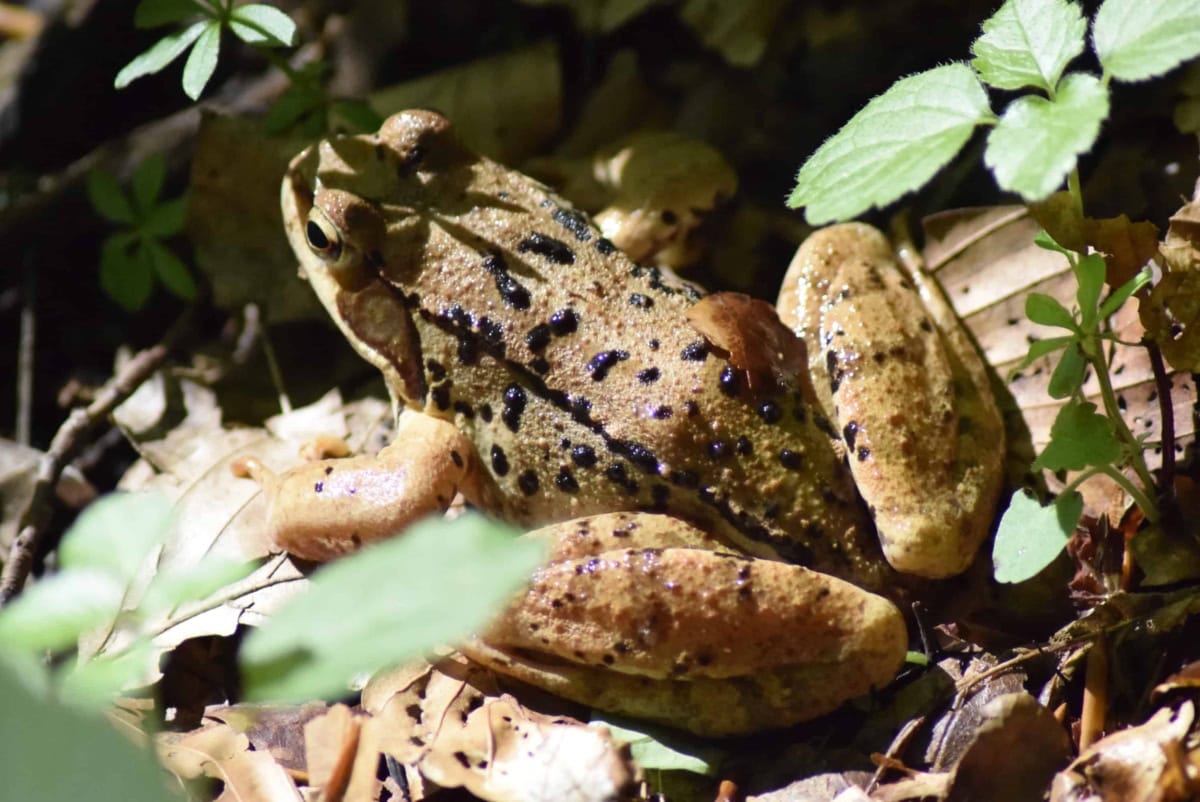 Common frog (Rana temporaria) - photo: Central Balkan National Park