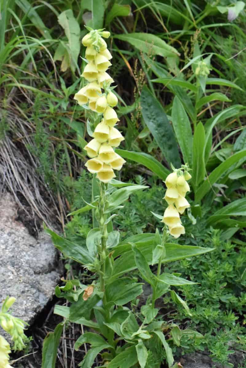 Yellow foxglove (Digitalis grandiflora) - Photo: Central Balkan National Park/Stoyan Hristov