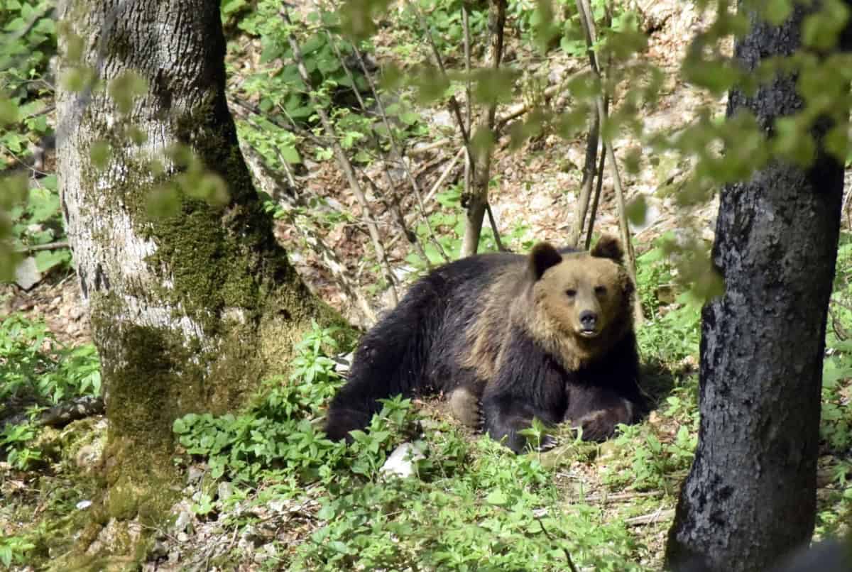 Eurasian brown bear (Ursus arctos arctos) - photo: Central Balkan National Park