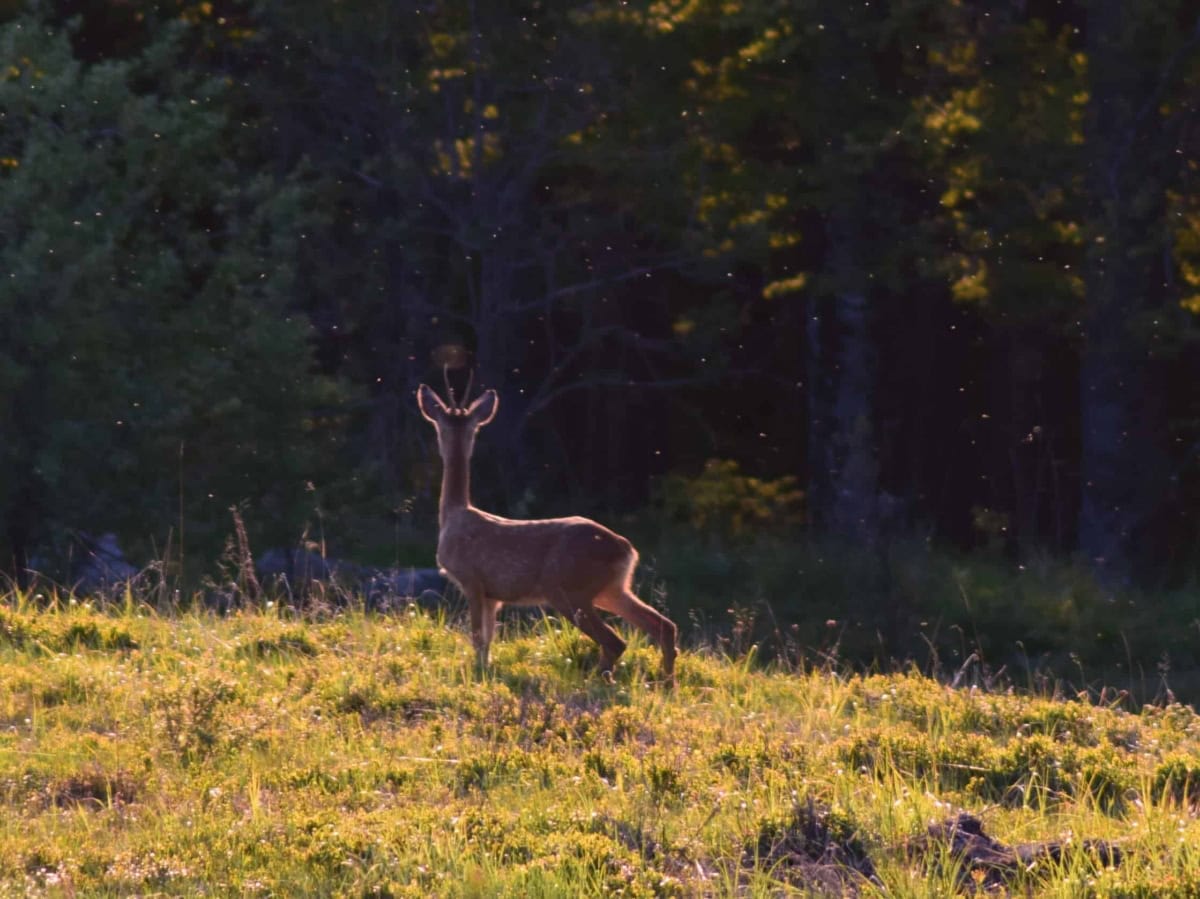 European roe deer (Capreolus capreolus) - photo: Central Balkan National Park