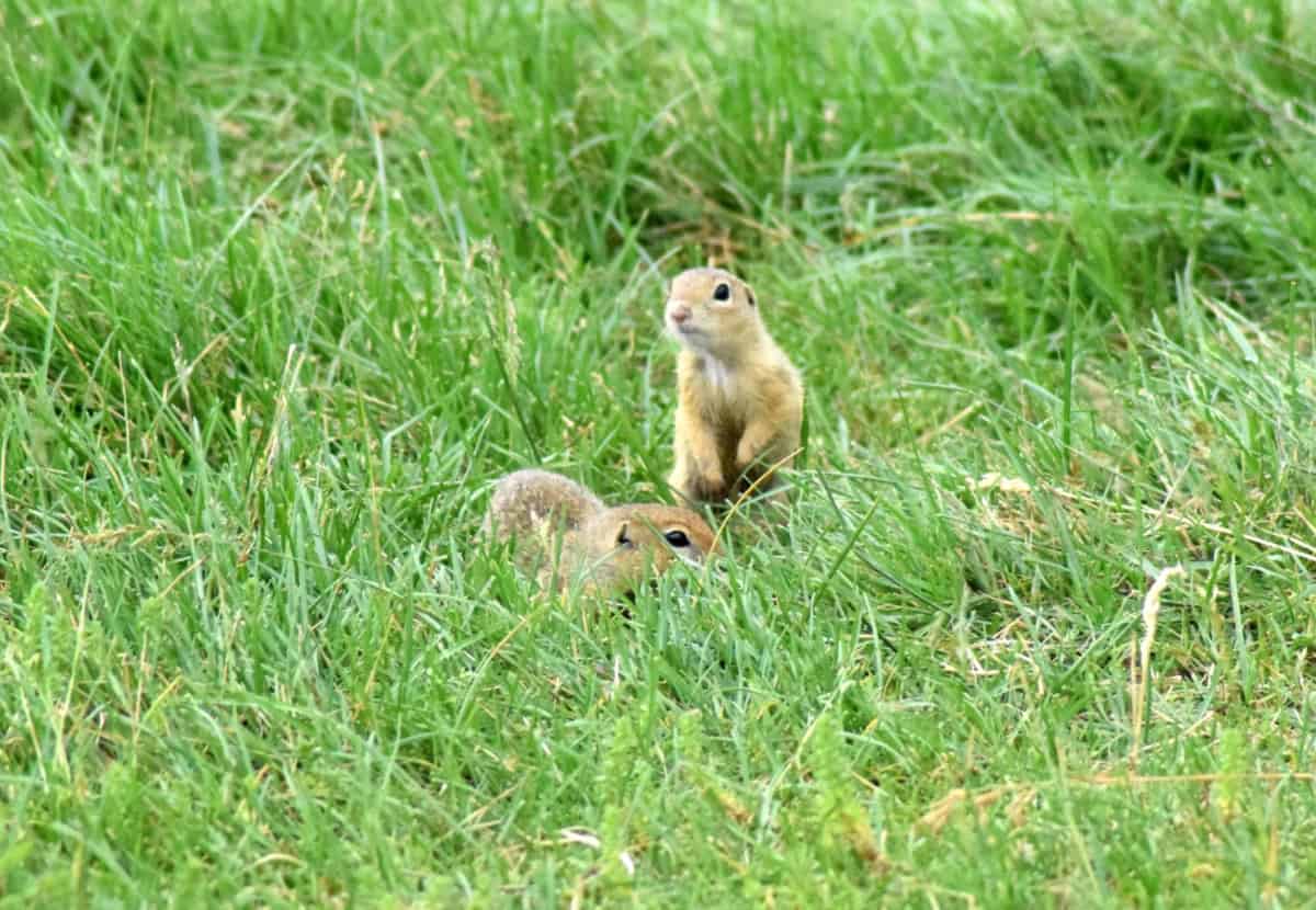 European souslik (Spermophilus citellus ) - photo: Central Balkan National Park