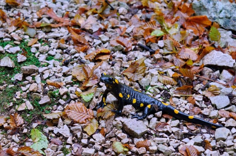 Feuersalamander (Salamandra salamandra) - Foto: Naturpark Vachranski Balkan/Krasimir Lakovski