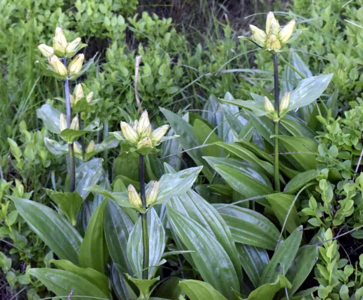 Spotted gentian (Gentiana punctata) - Photo: Central Balkan National Park/Stoyan Hristov