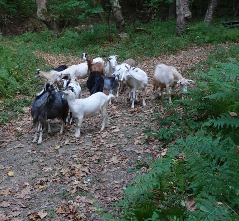 Goats on the butterfly trail in Yavornitsa Photo: Terolog