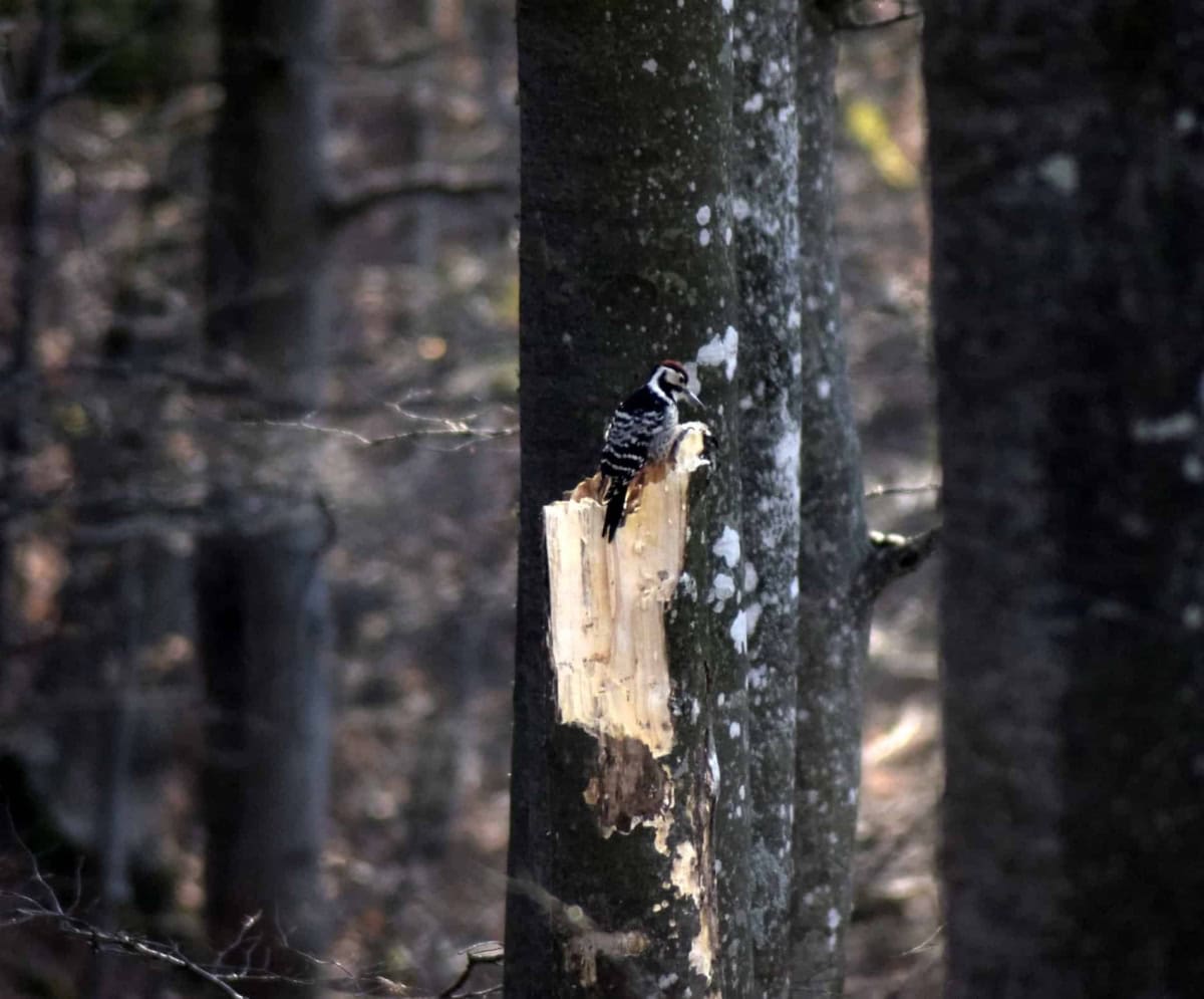 Great spotted woodpecker (Dendrocopos major) - photo: Central Balkan National Park