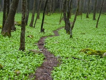 Grüner Teppich aus Bärlauch (Allium ursinum) - Foto: Naturpark Vachranski Balkan/Krasimir Lakovski