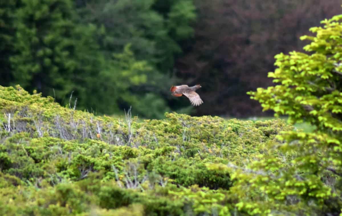 Grey partridge (Perdix perdix) - photo: Central Balkan National Park