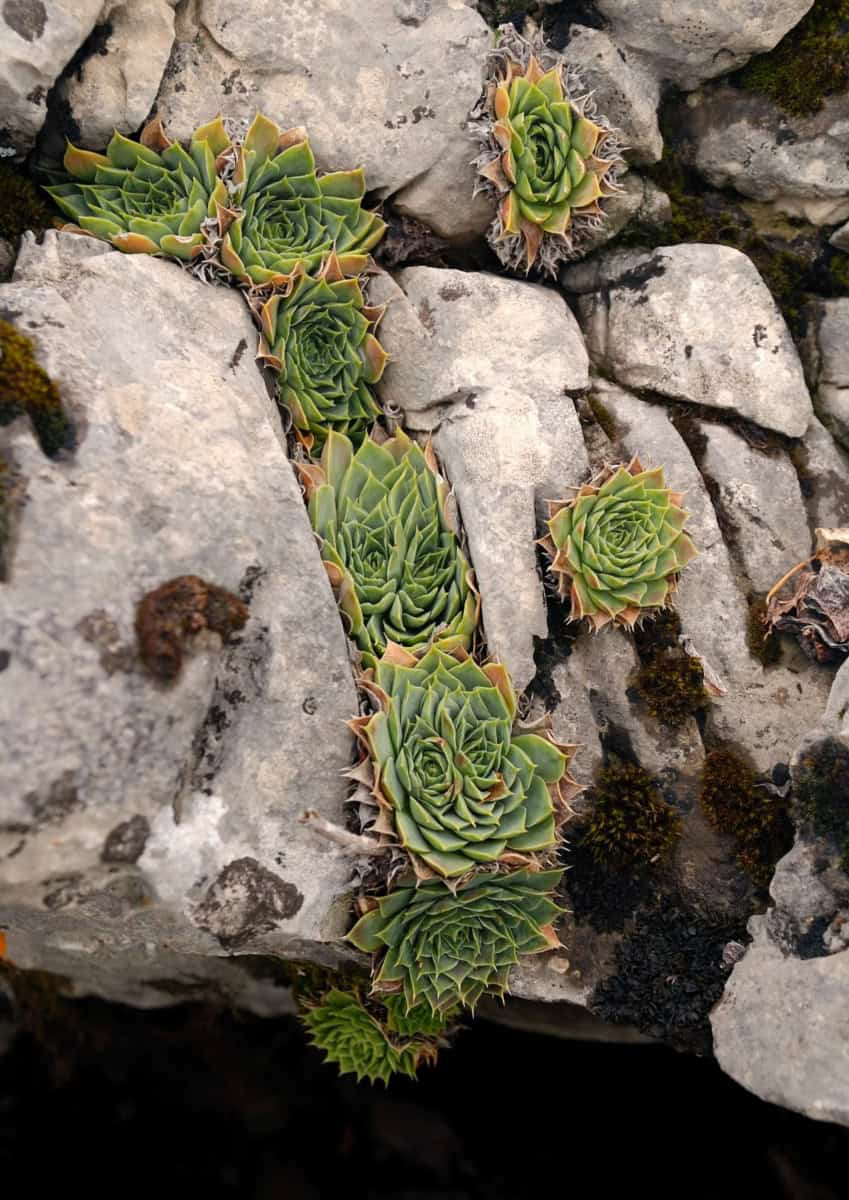 Hen-and-chickens (Sempervivum heuffelii Schott) - photo: Vrachanski Balkan Nature Park