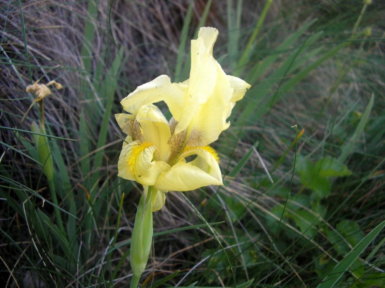 Iris reichenbachii - Foto: Nationalpark Zentralbalkan/Stoyan Hristov