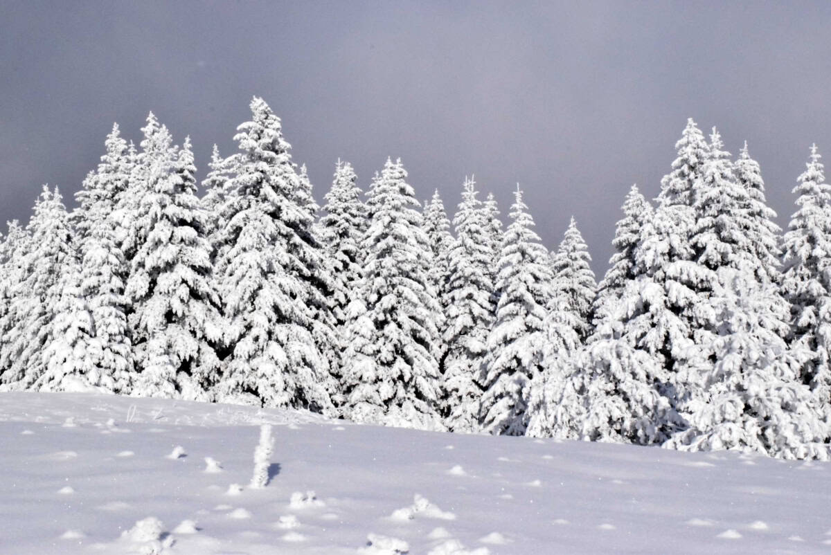 Landscape from a reserve - Photo: Central Balkan National Park/Stoyan Hristov
