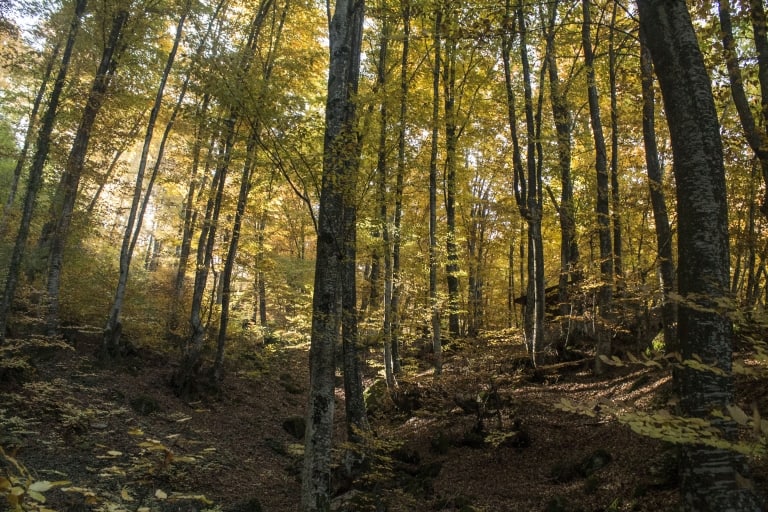 Wald - Foto: Belasitsa Naturpark/Ilia Kochev Levkov