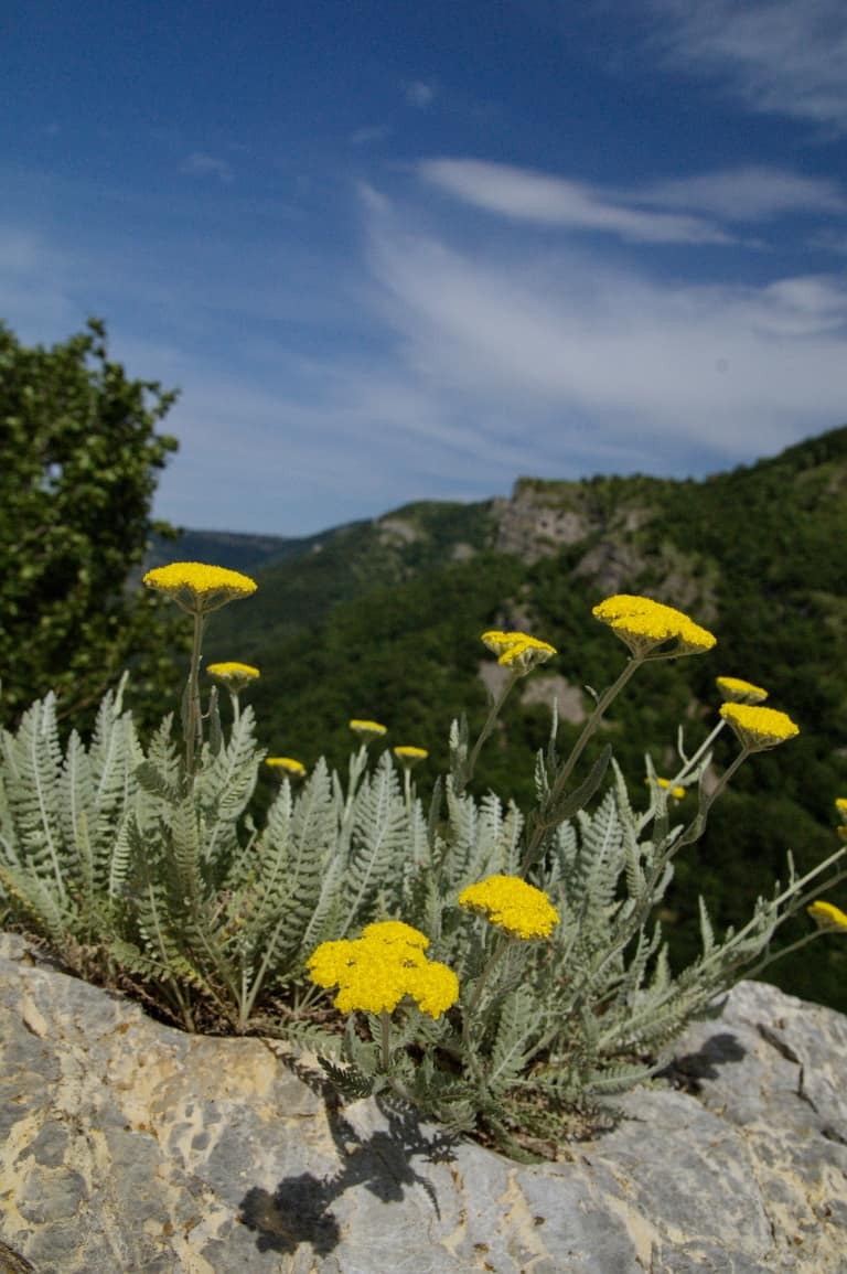Schafgarbe Achillea clypeolata, endemisch auf der Balkanhalbinsel - Foto: Naturpark Vachranski Balkan/Krasimir Lakovski
