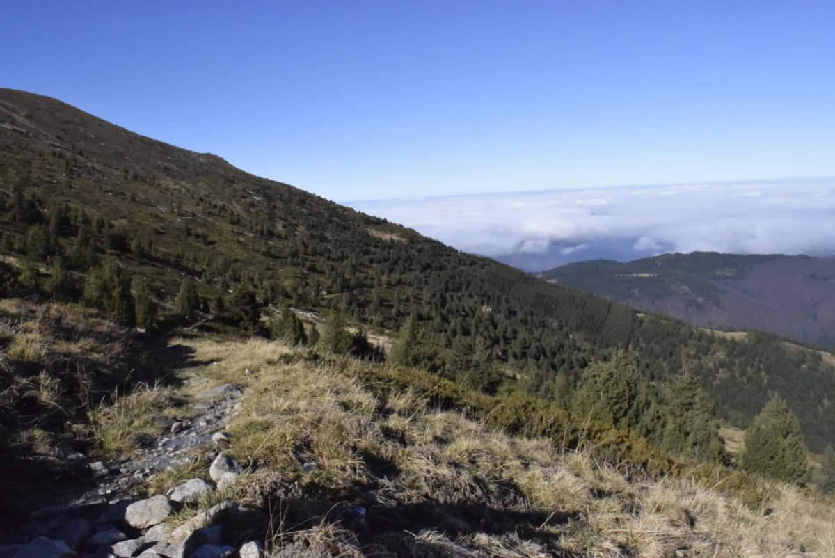 Part of the path - Photo: Central Balkan National Park/Stoyan Hristov