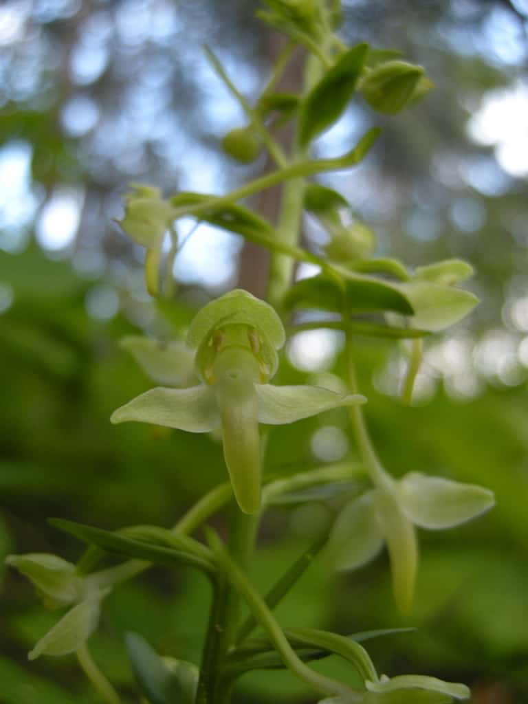 Grünliche Waldhyazinthe (Platanthera chloranta) - Foto: Belasitsa Naturpark