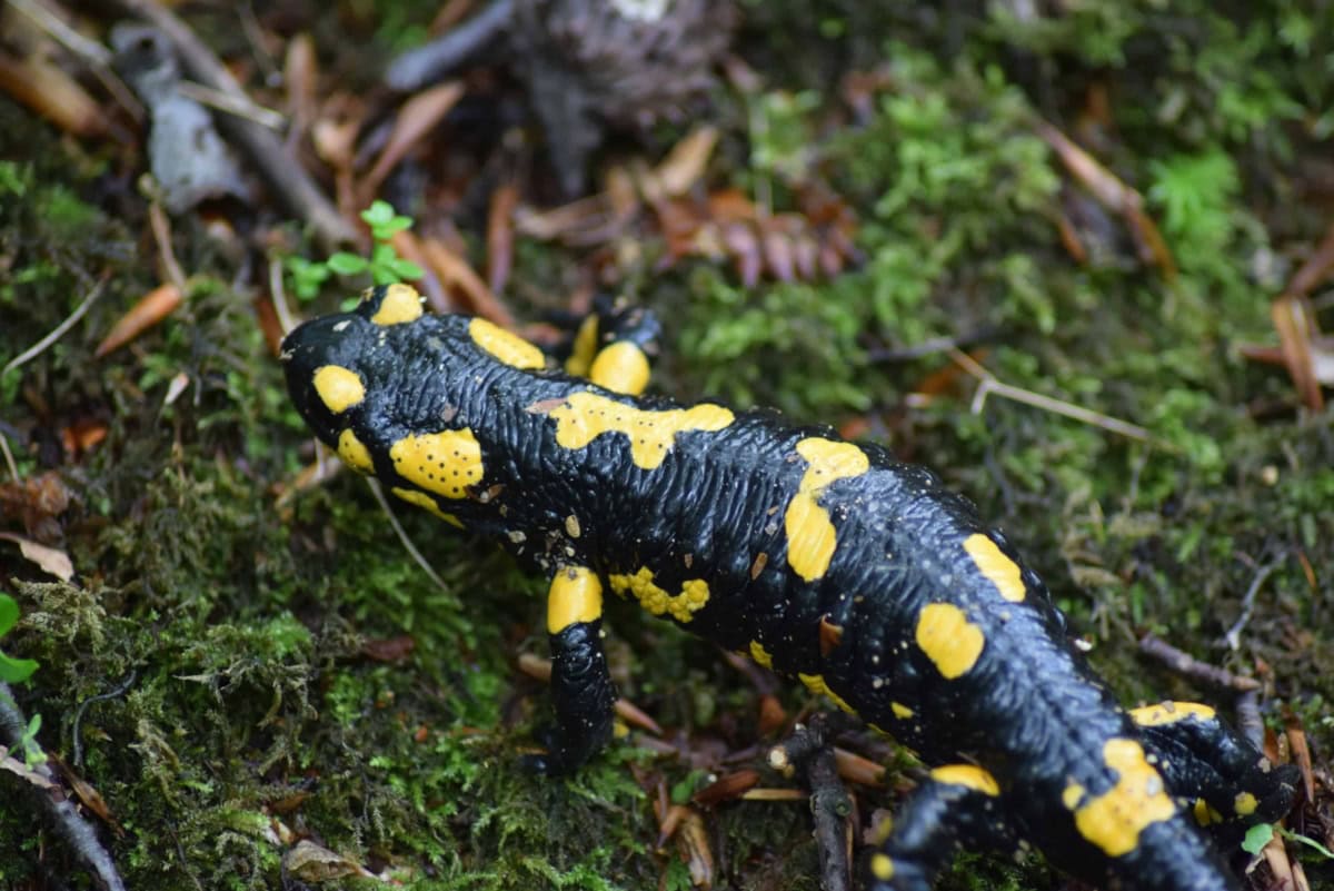 Salamander (Salamandra salamandra) - photo: Central Balkan National Park