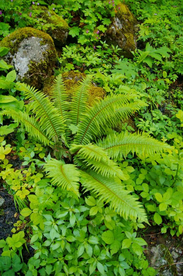 Grannen-Schildfarn, Borstiger Schildfarn (Polystichum setiferum) - Foto: Naturpark Vachranski Balkan/Krasimir Lakovski