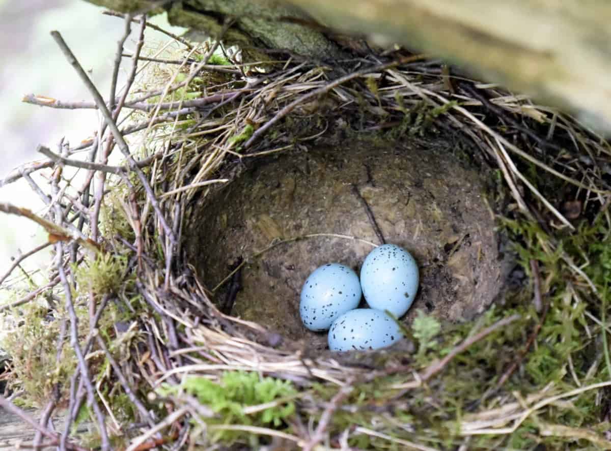 Eggs/nest of the song thrush (Turdus philomelos) - photo: Central Balkan National Park