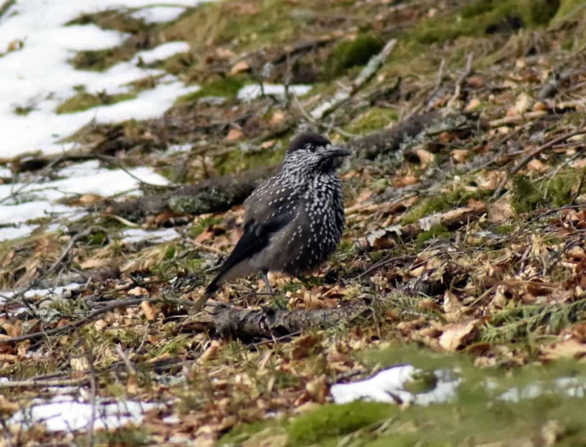 Spotted Nutcracker (Nucifraga caryocatactes) - photo: Central Balkan National Park