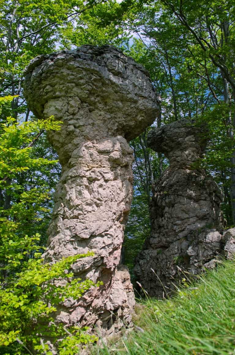 Steinpilze oberhalb des Dorfes Zgorigrad - Foto: Vrachanski Balkan Naturpark
