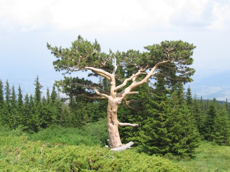 Der berühmteste Baum im Vitosha Naturpark - Foto: Vitosha Naturpark