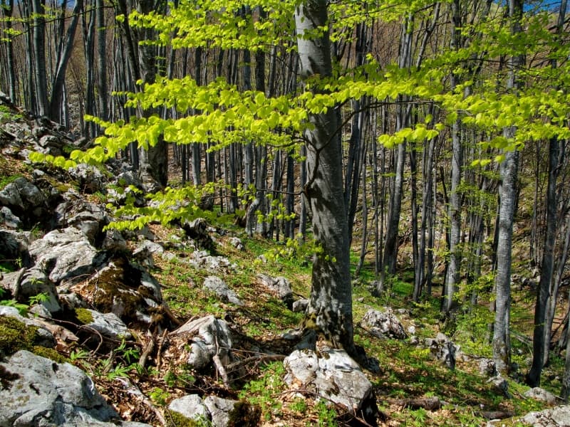 Beech forest - Photo: Vrachanski Balkan Nature Park, Krasimir Lakovski