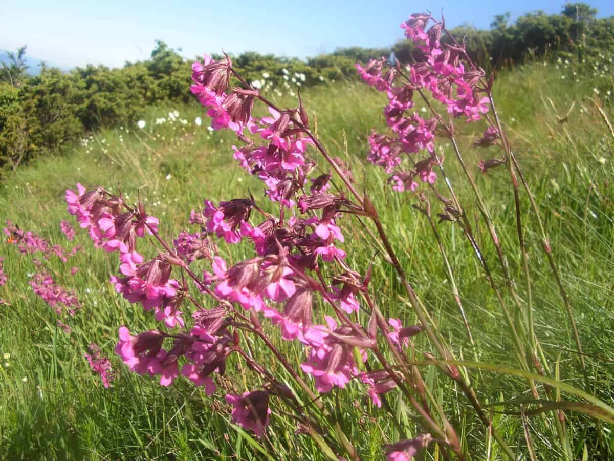 Clammy Campion (Viscaria vulgaris/Silene viscaria) - Photo: Central Balkan National Park/Stoyan Hristov