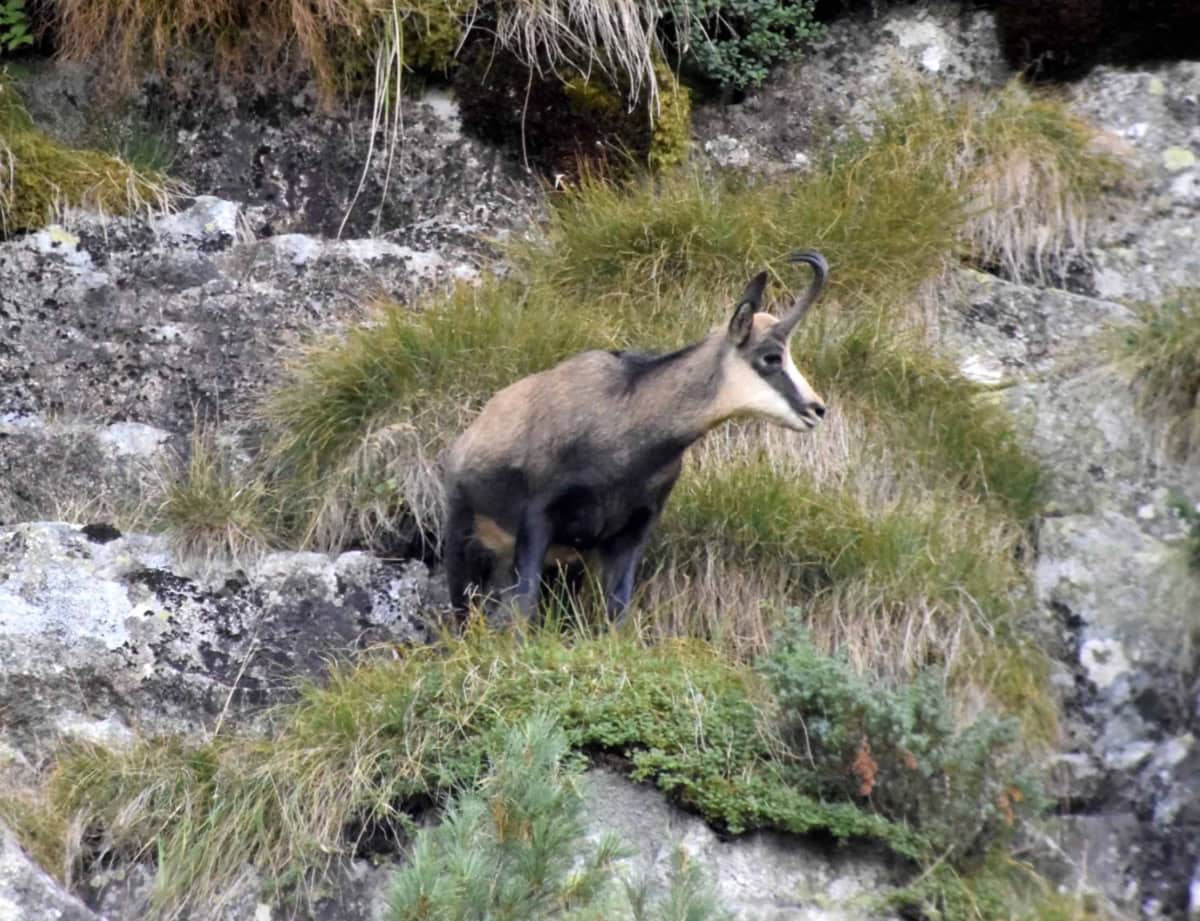 Chamois (Rupicapra rupicapra) - Photo: Central Balkan National Park/Stoyan Hristov