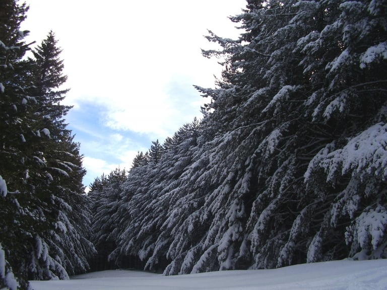 Winter - Foto: Vitosha Naturpark