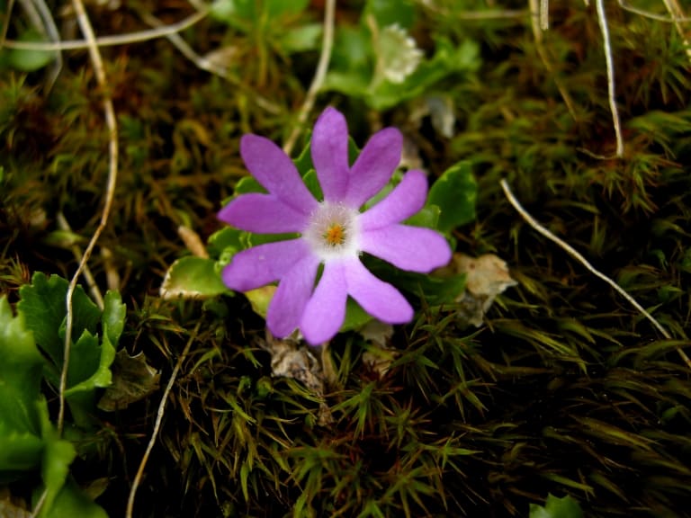 Zwerg-Primel (Primula minima L.) - Foto: Nationalpark Zentrales Balkangebirge